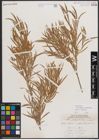 Foto von Salix exigua var. pedicellata (Andersson) Cronquist